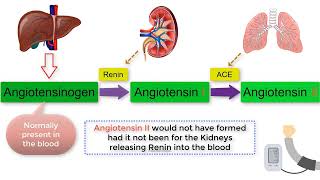 How RENIN forms ANGIOTENSIN II and how they relate to blood pressure [upl. by Lachance]