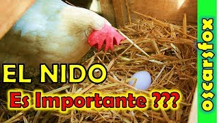 Importancia del NIDO para las gallinas en gallineros de postura [upl. by Ruddy640]