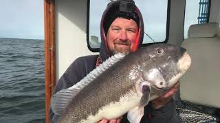 BIG BLACK FISH  TAUTOG  Fishing Aboard Fish Bound OC MD  ROUGH STARTSTRONG FINISH [upl. by Ehtylb]