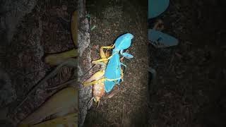 The battle between a praying mantis and a Jerusalem cricket [upl. by Trenton]