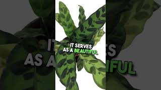 Rattlesnake Plant  Calathea lancifolia  Easy House Plant [upl. by Airelav362]