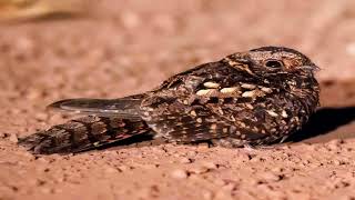 The Enigmatic Rwenzori Nightjar East Africas Exclusive Nocturnal Wonder [upl. by Hyatt435]