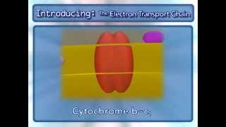 Respiración Celular transporte de electroneswmv [upl. by Pelaga]