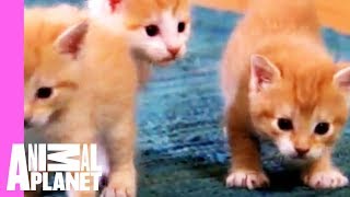 Kittens Make Friends with Guinea Pig  Too Cute [upl. by Ynor]