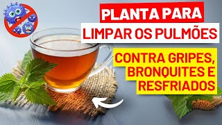 Planta para LIMPAR OS PULMÕES Chá para Gripes Resfriados e Bronquite Benefícios e Dicas [upl. by Stacy]