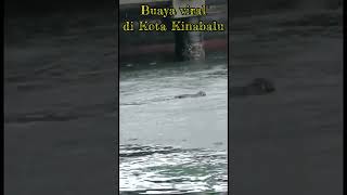 BUAYA DIKAWASAN JESSELTON POINT SABAH buaya buayamuara buayaviral shorts shortvideo share [upl. by Alic271]