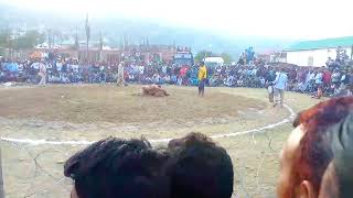 Dangal In Bhaderwah Croud Reaction Desi kushti [upl. by Ellener]