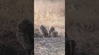 ANTELOPE ISLAND NESTING OWLS [upl. by Sadoc]