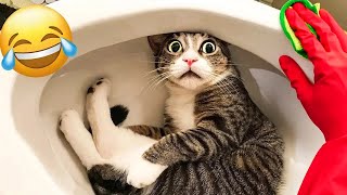 Funniest Animals 2024 🤩 New Funny Cats and Dogs Videos 😺🐶 Part 1 [upl. by Cimbura]