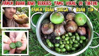 PANEN BUAH SURGA  BUAH TIN DAN PANEN BUAH KIWI BERRIES BUAH SULTAN ‼️ PANEN BUAH DI KEBUN MERTUA [upl. by Oruhtra]