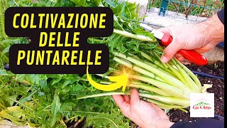 Come Coltivare Le PUNTARELLE [upl. by Danna]