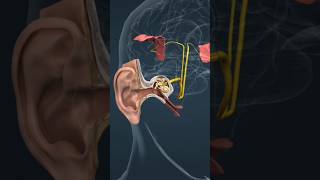 The ear and the mechanism of hearing 🤔 shorts shortfeed 3danimation [upl. by Fen42]