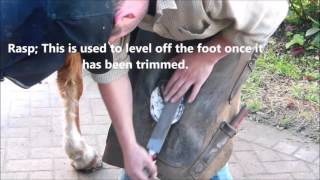 The Farriers Tools and the Shoeing Procedure [upl. by Ykroc469]