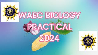 2024 Biology Practical WAEC EXAM part one [upl. by Marchall]