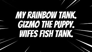 2024  Our Fish Tanks and Gizmo the Puppy [upl. by Silverts495]