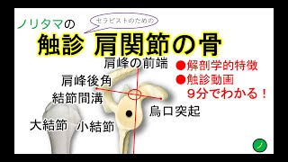 肩関節の骨の触診：大結節、小結節、結節間溝、肩峰、烏口突起 Palpation of bones related to the shoulder joint [upl. by Krever]