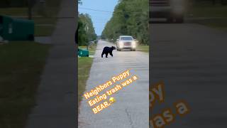 I hollered at the neighbors dog eating trash and it was a Black Bear florida bear [upl. by Anis913]