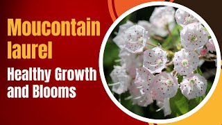 Mountain Laurel Kalmia latifolia Care Tips for Healthy Growth and Blooms [upl. by Ycrep]