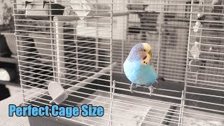 What Is the Perfect Cage Size for Two Budgies [upl. by Manuela211]