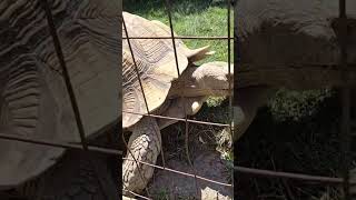 11 Greenview Aviaries Park Zoo and Game Farm Ontario Canada 🇨🇦 Turtles [upl. by Kutzer]