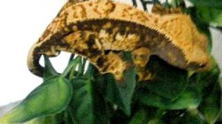 harlequin partial pinstripe crested gecko [upl. by Cart]