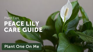 Ultimate SPATHIPHYLLUM Peace Lily CARE Guide — Ep 205 [upl. by Giulia]