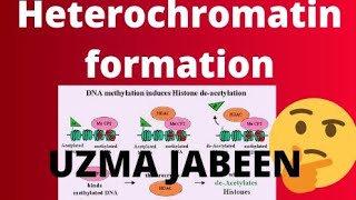 Heterochromatin formation [upl. by Freytag]