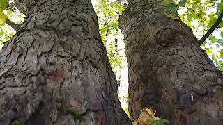 mighty Sycamore Tree with trunk split Bakewell UK wild nature countryside outdoors [upl. by Chenay]