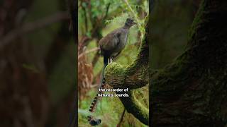 Lyrebird The Bird That Can Mimic Any Sound [upl. by Etteuqram]