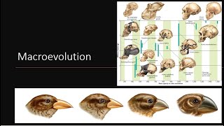 Macroevolution [upl. by Courtland]