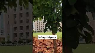 Infosys Mysore infosys youtube youtubeshorts [upl. by Gorges993]