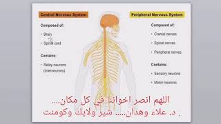 sympathetic and parasympathetic system [upl. by Onilegna]