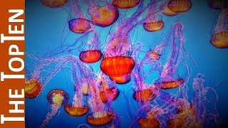 The Top Ten Most Beautiful Jellyfish on the Earth [upl. by Mecke]