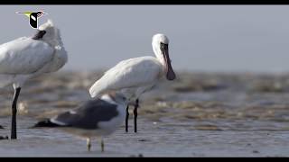 Filming Migratory Shorebirds on the Yellow Sea [upl. by Air]