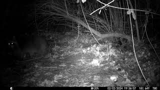 Trailcam 041 Raccoons in the night pt2 [upl. by Iggy]