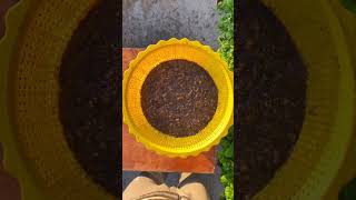 How to grow coriander leaves at home from seeds organicgardening shortsfeed [upl. by Orvan454]