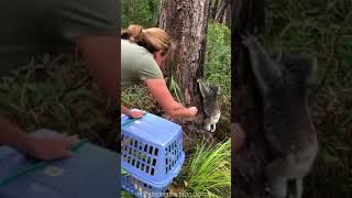 Adorable Koalas Get Released Back Into the Wild [upl. by Entruoc]