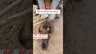 शेळीमेंढी youtubeshorts goatfarm trendingshorts शेतकरीbrand शेती धनगरीजीवन [upl. by Zilevi]