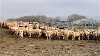 Lazy J Cattle Co  840 February Weaned Steers  120 Head Crossfield AB [upl. by Esirtal]