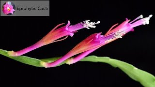 Disocactus eichlamii [upl. by Lottie87]