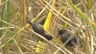 Javan Munia Lonchura leucogastroides foraging in paddy field [upl. by Eshman]