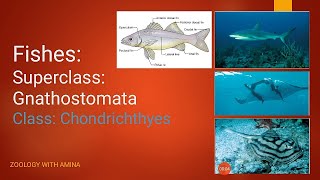 Fishes  Super class Gnathostomata  Class Chondrichthyes [upl. by Rosanne]