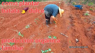 plantando batata 🍠 camote y boniato paso a paso desde de plantines [upl. by Belldas108]