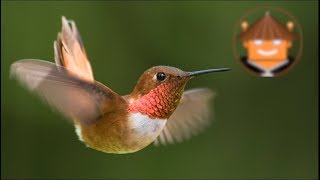 Qué Pasa Con Los Colibríes l Mini Documental [upl. by Charbonneau]