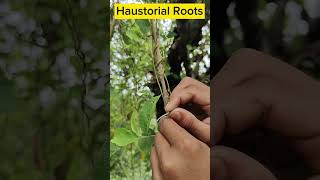 Parasitic Plant  Cascuta or Dodder parasite shorts biology facts factsshorts [upl. by Nylanna364]