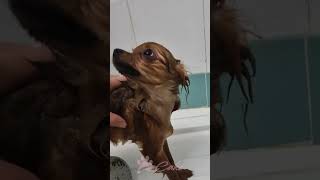 Cake fa il bagnoCute Pomeranian Takes a Bath🚿 cucciolopomeranianpuppypuppypets spitz dogfunny [upl. by Orville]