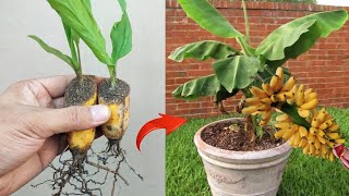 Crazy Skills growing Banana tree from banana fruit [upl. by Lledyr953]