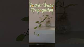 Pothos Water Propogation pothos moneyplant viralshorts propagation shorts indoorplants [upl. by Helban]