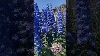 How do you grow delphiniums like these delphiniums somerleyton gardening gardeningideas garden [upl. by Rapsag]