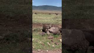 Warthogs enjoy wallowing Warthogs will often submerge themselves in water to cool down [upl. by Ahseet]